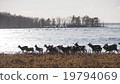 A group of deer on the Noshi peninsula 19794069