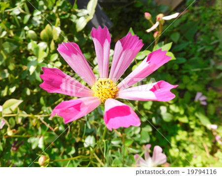 Cosmos 19794116