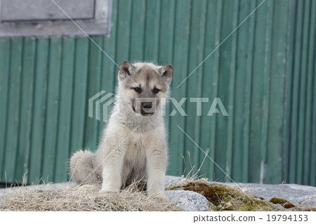 Greenland dog puppy Greenland dog puppy 19794153