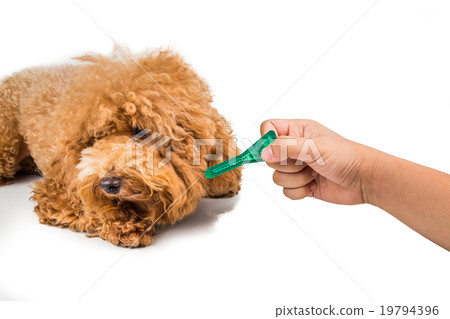 Dog next to medicine for ticks, fleas, lice Dog next to medicine for ticks, fleas, lice 19794396