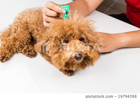 Vet applies ticks, lice and mites control medicine 19794398