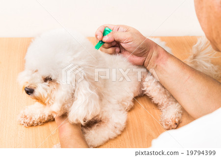 Vet applies ticks, lice and mites control medicine 19794399