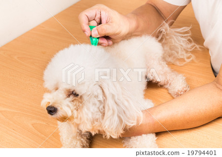 Vet applies ticks, lice and mites control medicine Vet applies ticks, lice and mites control medicine 19794401