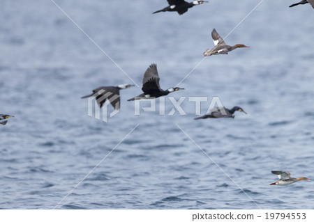 Ceremonial dance 19794553