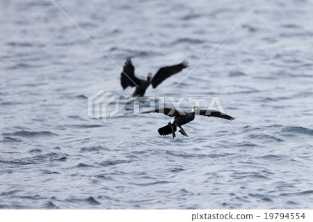 Ceremonial dance Ceremonial dance 19794554