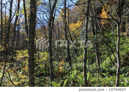 The virgin forest of Kamikochi 19794697