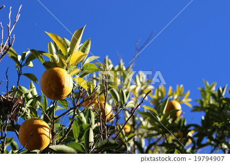 Branches will be summer mandarin oranges Branches will be summer mandarin oranges 19794907
