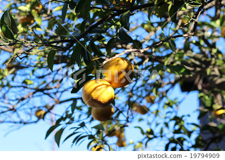Branches will be summer mandarin oranges Branches will be summer mandarin oranges 19794909