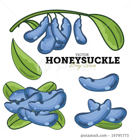 Honeysuckle Set, Vector. Honeysuckle Set, Vector. 19795773
