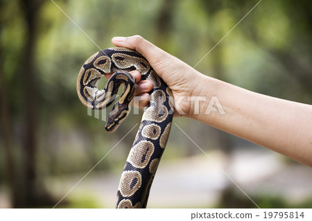 snake in the hands of man snake in the hands of man 19795814