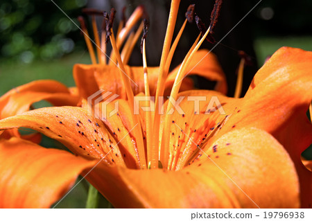 Detail of Orange Lily 19796938