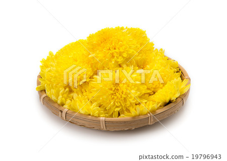 食用菊花 19796943