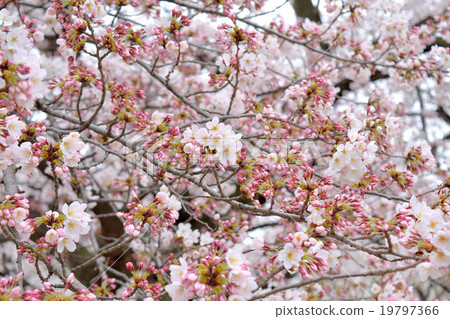 Cherry tree in full bloom 19797366