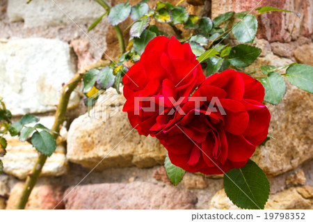 Twine red rose flowers in the park. Macro photo  19798352