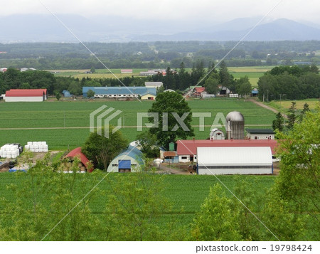 北海道十勝地區的農場風景 19798424