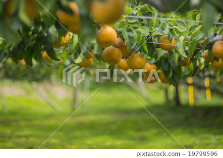 Pear hunting 19799596