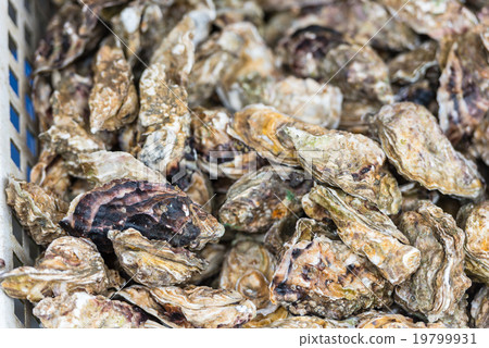 Oysters market in Cancale, France 19799931