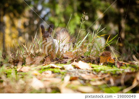Eurasian red squirrel in the wild Eurasian red squirrel in the wild 19800049