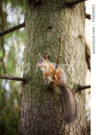 Eurasian red squirrel in the tree Eurasian red squirrel in the tree 19800063