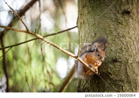 Eurasian red squirrel in the tree 19800064