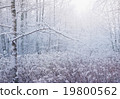 winter forest - beautiful scene with day light 19800562