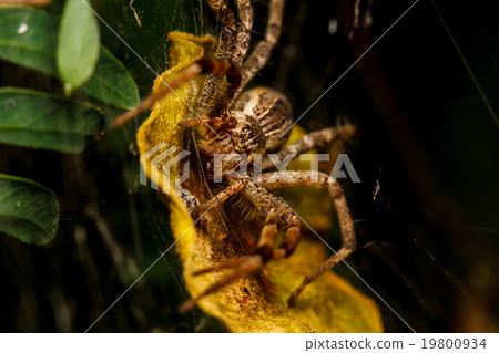 Wolf spider is resting on the net Wolf spider is resting on the net 19800934