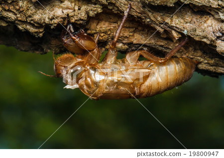 Cicada molt 19800947