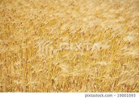 Row barley on the east coast of Lake Biwa 19801093