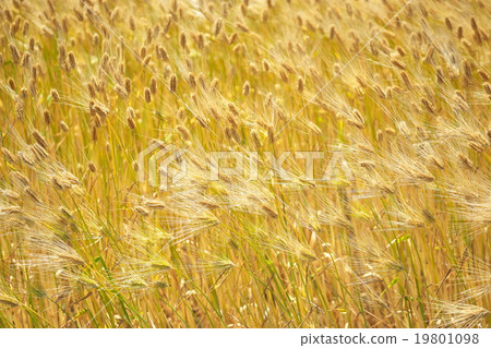 Row barley on the east coast of Lake Biwa 19801098