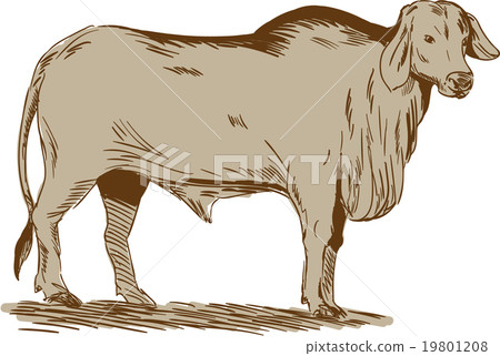 Brahman Bull Drawing 19801208