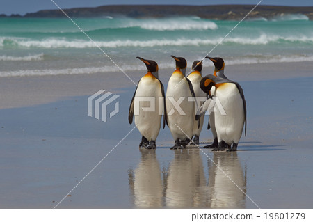 King Penguins - Falkland Islands King Penguins - Falkland Islands 19801279