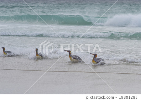 King Penguins - Falkland Islands King Penguins - Falkland Islands 19801283