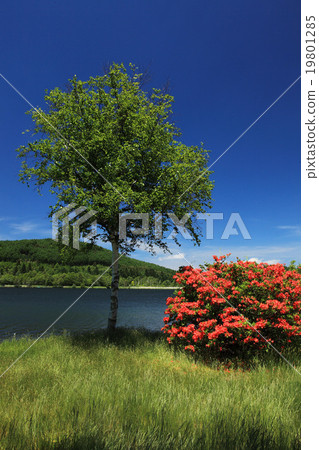 Spring Tatebenda Shirakaba lake 19801285