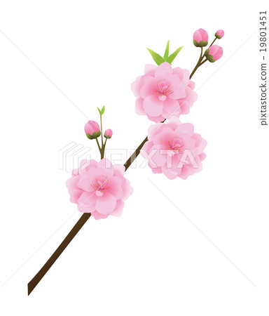 桃花 桃花 19801451