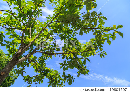 Fresh green 19801507