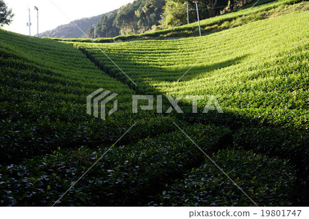 Tea Leaves / Wakaku Town 19801747