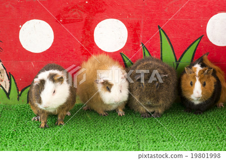 Guinea pig side by side row 19801998