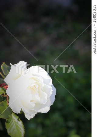 White Rose (Margaret Merrill) 06 White Rose (Margaret Merrill) 06 19802015
