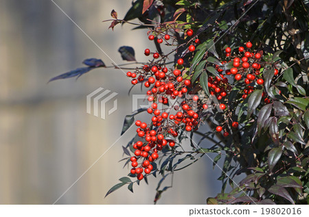Nandina (Nandina) 19802016