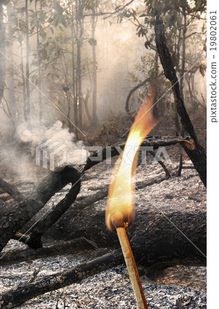Destroyed by burning tropical forest 19802061