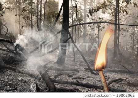 Destroyed by burning tropical forest 19802062