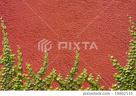 Climbing Ficus pumila on red wall 19802135