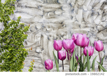 Tulips and Climbing Ficus pumila on  wall 19802142