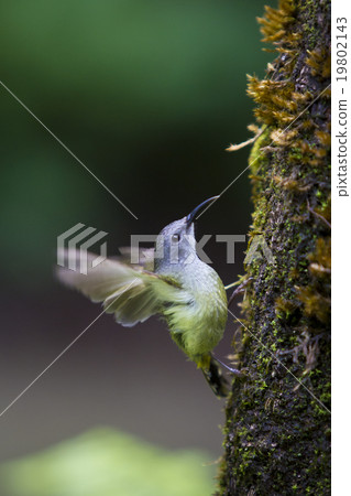 Brown-throated Sunbird on tree Brown-throated Sunbird on tree 19802143