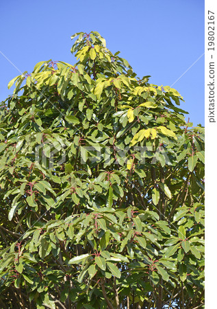 Yuzriha（1月） 19802167