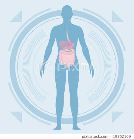 人體輪廓和器官醫學界面 19802169