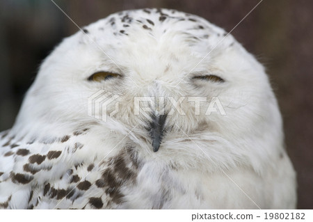 笑的松鼠貓頭鷹 笑的松鼠貓頭鷹 19802182