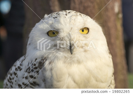 Snowy owl 19802265