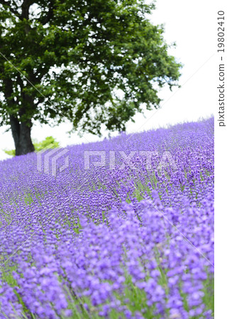 Lavender field (Sapporo Roppongi pass) 19802410