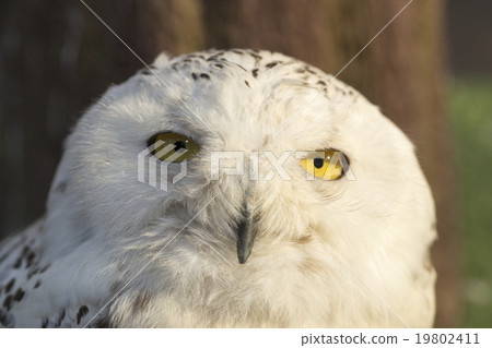 Snowy owl 19802411